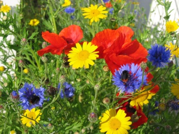 Flowers from Nature (45 gr), seminte mix flori salbatice si iarba, Seklos - Img 2