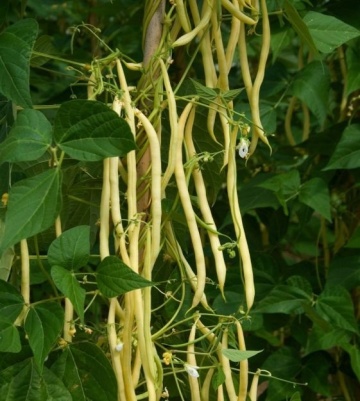 Fortal (50 gr) seminte fasole pitica, pastai galbene cilindrice lungi, soi timpuriu, Kertimag
