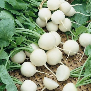 Fulga (600 seminte) ridichi forma rotunda, culoare alba, Agrosel