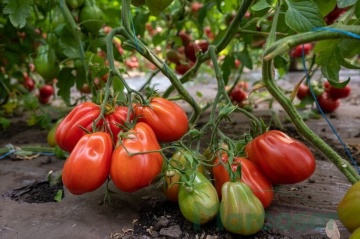 Gigawak F1 (500 seminte) tomate nedeterminate tip inima de Bou, costate, uniforme, atractive, gust placut, Syngenta - Img 5
