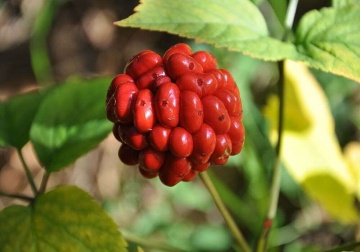 Ginseng (10 seminte) Korean Ginseng - Panax ginseng, planta medicinala proprietati deosebite de tonifiere, vitaminizare, imuno-stimulatoare, Saflax - Img 3