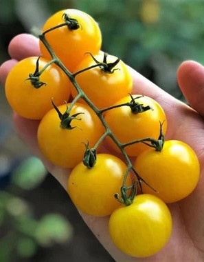 Goldkrone (30 seminte) rosii galbene cherry cu crestere nedeterminata, Seklos - Img 2