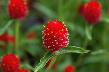 Gomphrena Strawberry Fields (200 seminte) Gomfrena flori rosii, asemanatoare capsunilor, Seklos - Img 8
