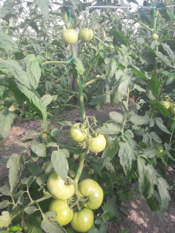 Gramada F1 (0.2 gr) seminte tomate hibrid nou bulgaresc nedeterminat semitimpuriu - Img 5