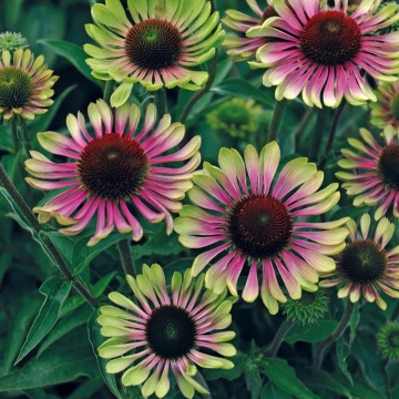 Green Twister (0.3 gr) seminte Echinacea purpurea, flori bicolore verde-lime cu roz, proprietati medicinale, Toraf - Img 4