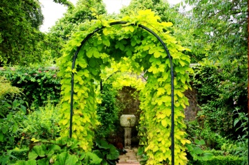 Hamei (50 seminte) Common Hop - Humulus lupulus, planta medicinala pentru sistemul digestiv si somn usor, Saflax - Img 6
