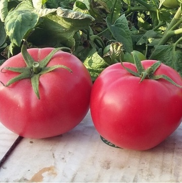 Hapynet F1 (10 seminte) rosii hibrid determinat, fructe carnoase, delicioase, de tip zmeura, Seklos