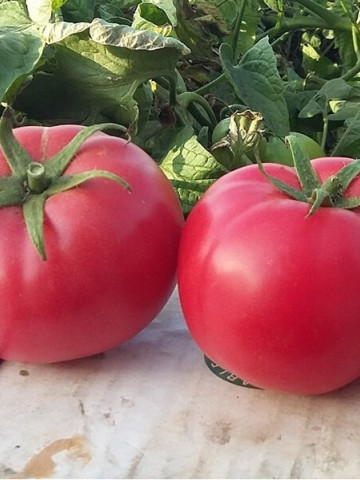 Hapynet F1 (10 seminte) rosii hibrid determinat, fructe rotunde, usor plate si carnoase, delicioas, de tip zmeura, Seklos - Img 1