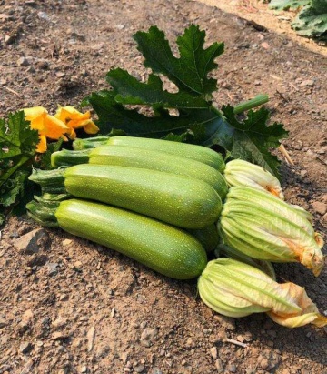 Imperator F1 (20 seminte) dovlecei verde inchis, cilindrice, forma usor conica aspect lucios, Sakata