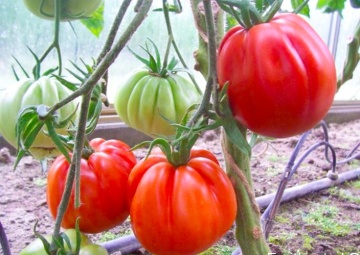 Inima de Albenga (60 seminte) tomate crete nedeterminate semitimpurii, Opal - Img 3
