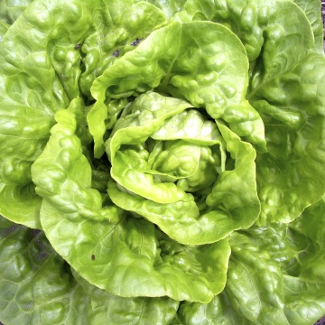 Kagraner Sommer 2 BIO (800 seminte) salata verde BIO timpurie, tip Butterhead, Seklos