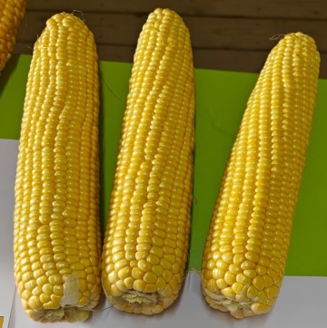 Kamuk F1 (5000 seminte) porumb extrazaharat rezistent, boabe mari, aroma excelenta, Clause
