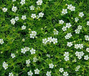 Karmnik Oscisty - Muschi de Piatra Irlandez (0.05 gr) seminte Sagina subulata perena, formeaza covor verde cu flori mici, albe, Toraf - Img 6