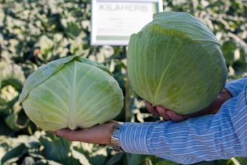 Kilaherb F1 (2500 seminte) varza alba de toamna Kilaherb F1, Syngenta - Img 2