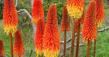 Kniphofia uvaria - Crinul Faclie (0.5 gr) seminte planta perena cu flori impresionante bicolore, galben cu rosu-portocaliu, Toraf - Img 5
