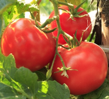 Krakus (300 seminte) tomate determinate, soi mediu inalt, potrivita pentru culturile protejate, dar si in camp, Polan - Img 2