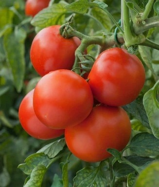 Kremser Perle BIO (40 seminte) tomate soi traditional austriac timpuriu semideterminat, rosii gust bun, pentru ghivece, ReinSaat