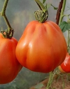 Lanterna F1 (1000 seminte) rosii mari nedeterminate tip inima de bou incretita, gust deosebit, Profit Seeds