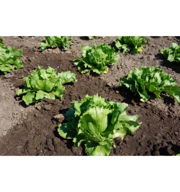 Larsen (700 seminte) salata verde tip Iceberg, frunze crocante, suculente, Seklos - Img 3