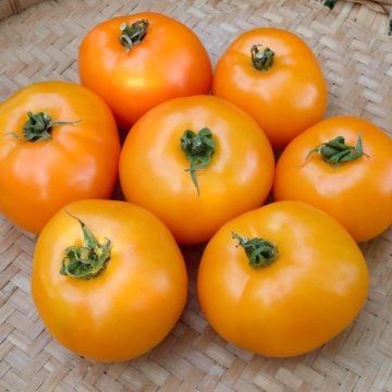 Leeloo F1 (250 seminte) tomate portocalii aromate, carnoase, semitimpurii nedeterminate, Graines Voltz
