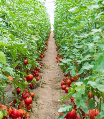 Levante F1 (100 seminte) tomate crestere nedeterminata de tip inima de bou, cu fructe mari de culoare rosu intens, Seminis - Img 2