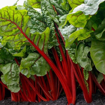 Mangold Duo - Lucullus si Rhubarb Chard (400 seminte) mangold amestec cu tulpini rosii si albe, Kertimag - Img 3