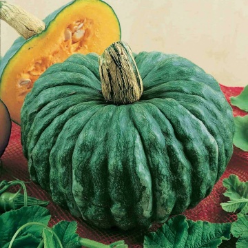 Marina di Chioggia BIO (2 gr) seminte dovleac BIO, coaja verde-cenusie, miez portocaliu, dulce, Seklos