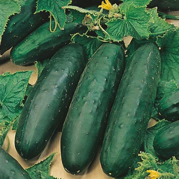 Marketmore BIO (20 seminte) calstraveti ECO certificat ecologic, fructe de culoare verde inchis, foarte gustoase, Agrosel - Img 2
