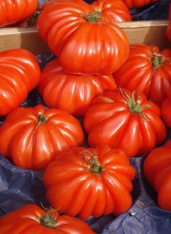 Marmande (100 seminte) tomate crete semideterminate, productie ridicata tip Beef, Kertimag