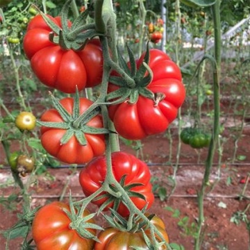 Marmo F1 (100 seminte) rosii costate, fruct rosu aprins, gust excelent, Profit Seeds - Img 1