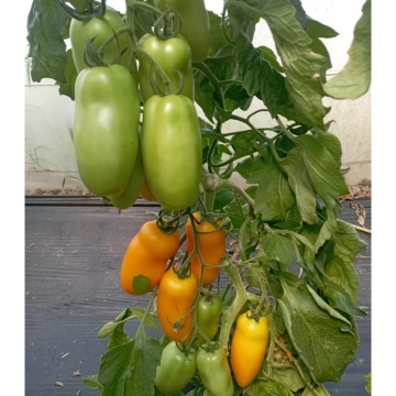 Masaniello F1 (PO9461 F1) (100 seminte) rosii tip San Marzano galbene, semitimpurii nedeterminate, La Semiorto Sementi - Img 3