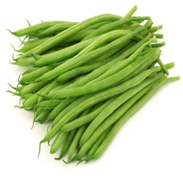 Maxi (15 gr) seminte fasole extra-timpurie pitica, pastai cilindrice verzi, Seklos - Img 2