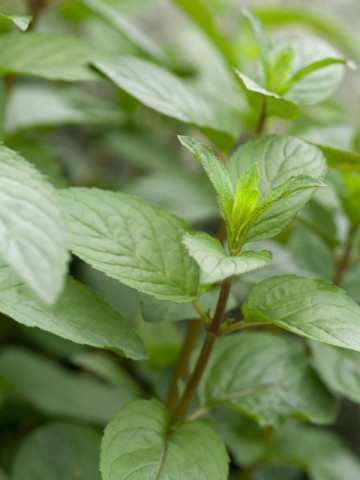 Menta Chocolate Mint (in ghiveci de 1 L), rasad de planta aromatica Mentha piperita citrata Chocolate Mint cu aroma combinata de menta, citrice si ciocolata - Img 2