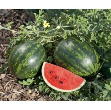 Mini Love F1 (1000 seminte) pepene verde cu o maturitate timpurie gust extrem de dulce, Clause