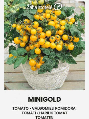 Minigold (50 seminte) de rosii cherry galbene cu fructe rotunde si delicioase, Seklos - Img 1