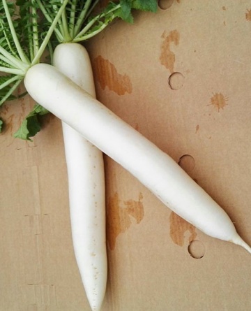 Mino Summer Top F1 (50 seminte) de ridichi albe tip Daikon ce produc radacini albe netede de un alb intens foarte uniforme, Tokita