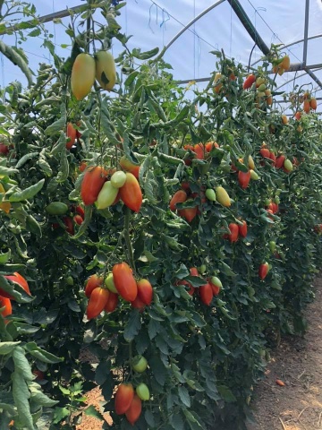 Mirely F1 (250 seminte) tomate prunisoara, crestere nedeterminata, Clause - Img 2