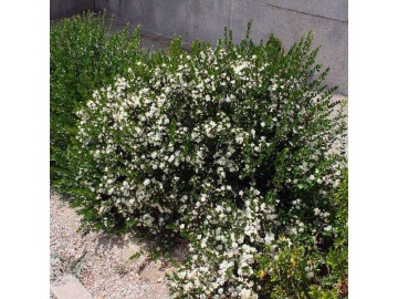 Mirt (30 seminte) True Myrtle - Myrtus communis, arbust cu frunze si flori parfumate, Saflax - Img 6