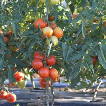 Moldoveanu F1 (10 seminte) de rosii ciclu prelungit, Agrosel - Img 2