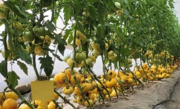 Monte Yellow F1 (250 seminte) tomate nedeterminate, fructe mari galbene, costate, gust deosebit, Fito Semillas - Img 4