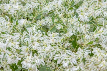 Mountain Snow (120 seminte) Euphorbia Zapada Muntelui, frunze ornamentale bicolore, verde-alb, Seklos - Img 8