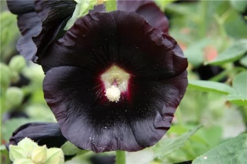 Nalba de Gradina Neagra (100 seminte) Black Hollyhock - Alcea Rosea Nigra, flori mari rosu inchis-negre, Saflax - Img 6