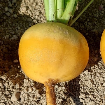 Napi Bio Goldana (1 gr), seminte eco napi galben aurii, Seklos