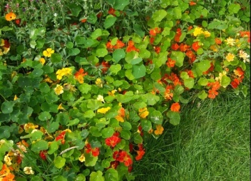 Nasturtium Splitfire (35 seminte) Condurul Doamnei urcator, amestec de culori, inflorire abundenta, Seklos - Img 2