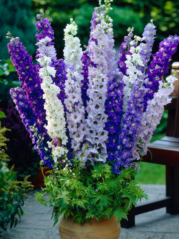 Nemtisor Mix (30 seminte) seminte de Delphinium de gradina cu flori elegante, in culori vii, Agrosem - Img 2