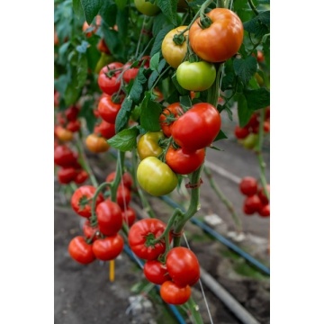 Ntama F1(100 seminte) tomate tip beef, hibrid extratimpuriu nedeterminat, Rijk Zwaan