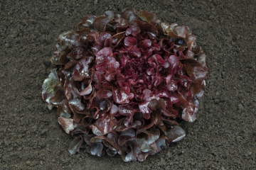 Oakly (5000 seminte drajate) salata tip oakleaf, 350-450 gr, Bejo