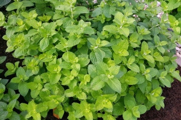 Obuolines Metos - Apple Mint (0.1 gr) seminte menta cu aroma de mar Mentha suaveolens, Sekluva - Img 2