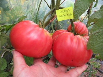 Olena Ukrainian BIO (25 seminte) tomate mari roz tip rosie grasa, ReinSaat - Img 7