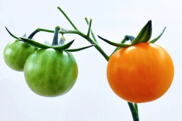 Orange Queen (30 seminte) tomate tardive nedeterminate, portocalii, stralucitoare, Seklos - Img 4